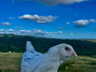 Chickens poultry POINT OF LAY HENS AVAILABLE. SOUTH WALES - Advert 1