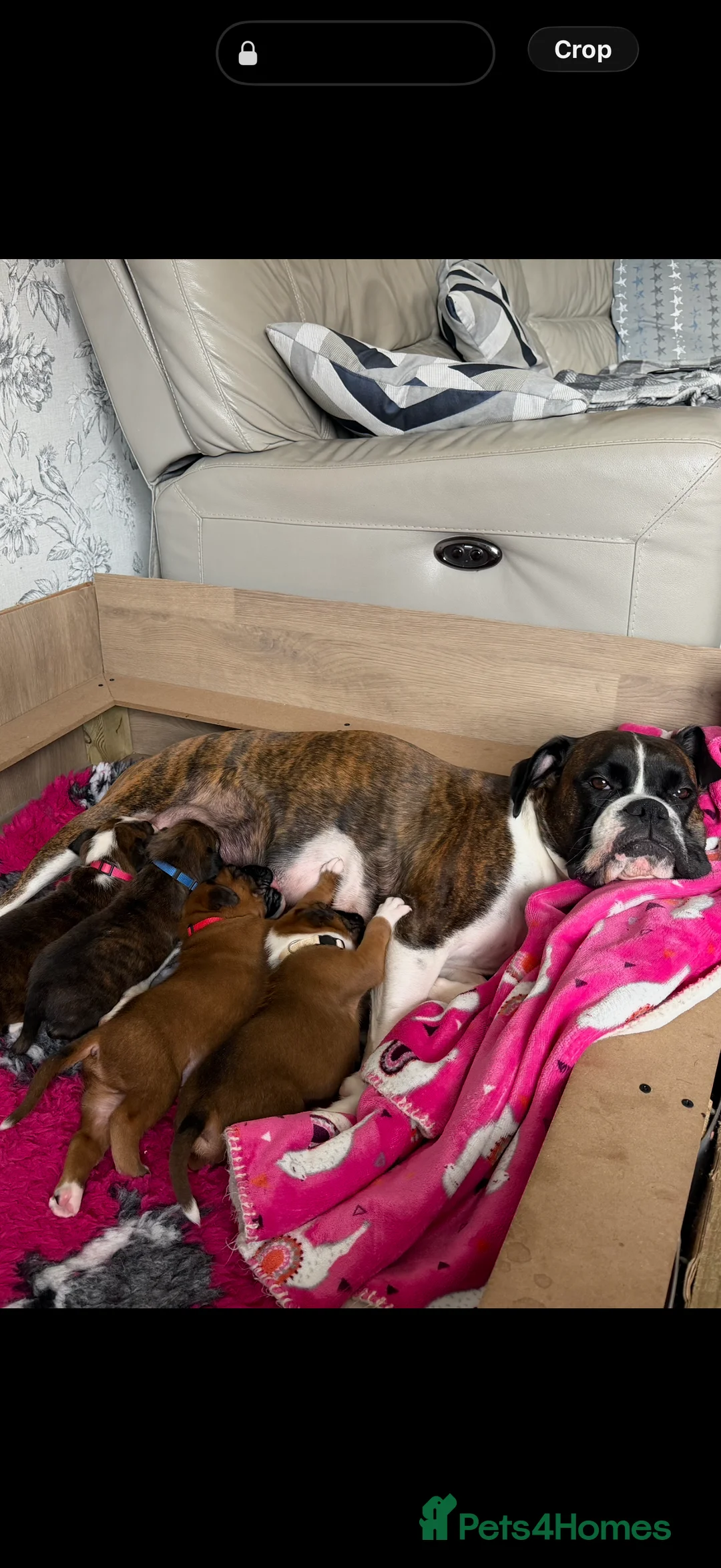 Boxer dogs for sale: Outstanding Boxer Litter. - Advert 8
