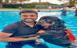 Rottweiler dogs for stud: Rottweiler Dog for Stud - Image 14