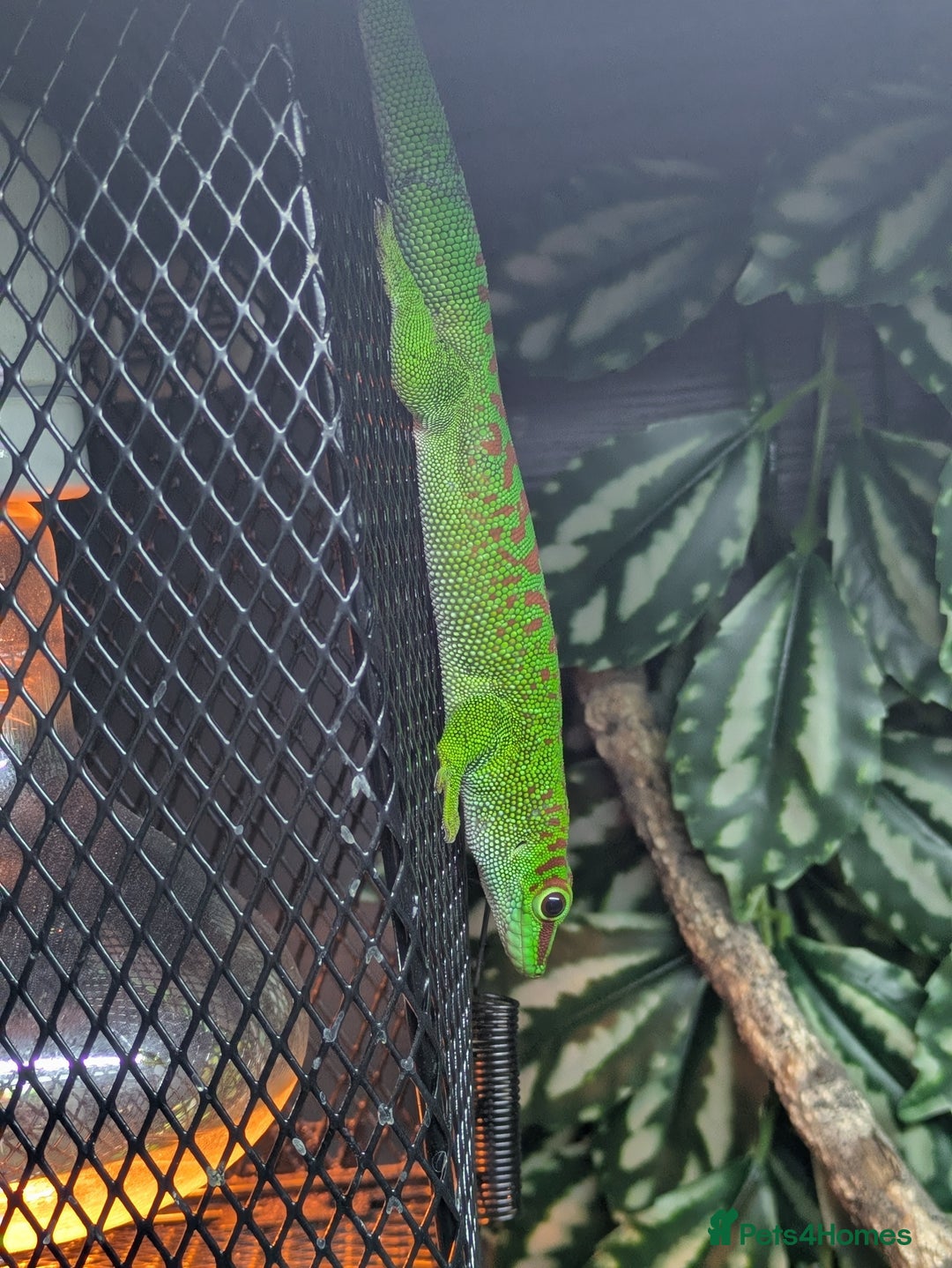 Gecko reptiles for sale: Giant crimson day gecko pair - Advert 2