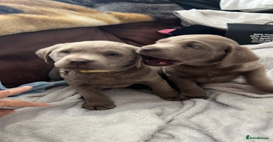 Labrador Retriever dogs - Advert 15