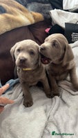 Labrador Retriever dogs - Advert 15