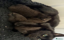 Domestic Shorthair cats for sale: 3 male kittens  - Image 5