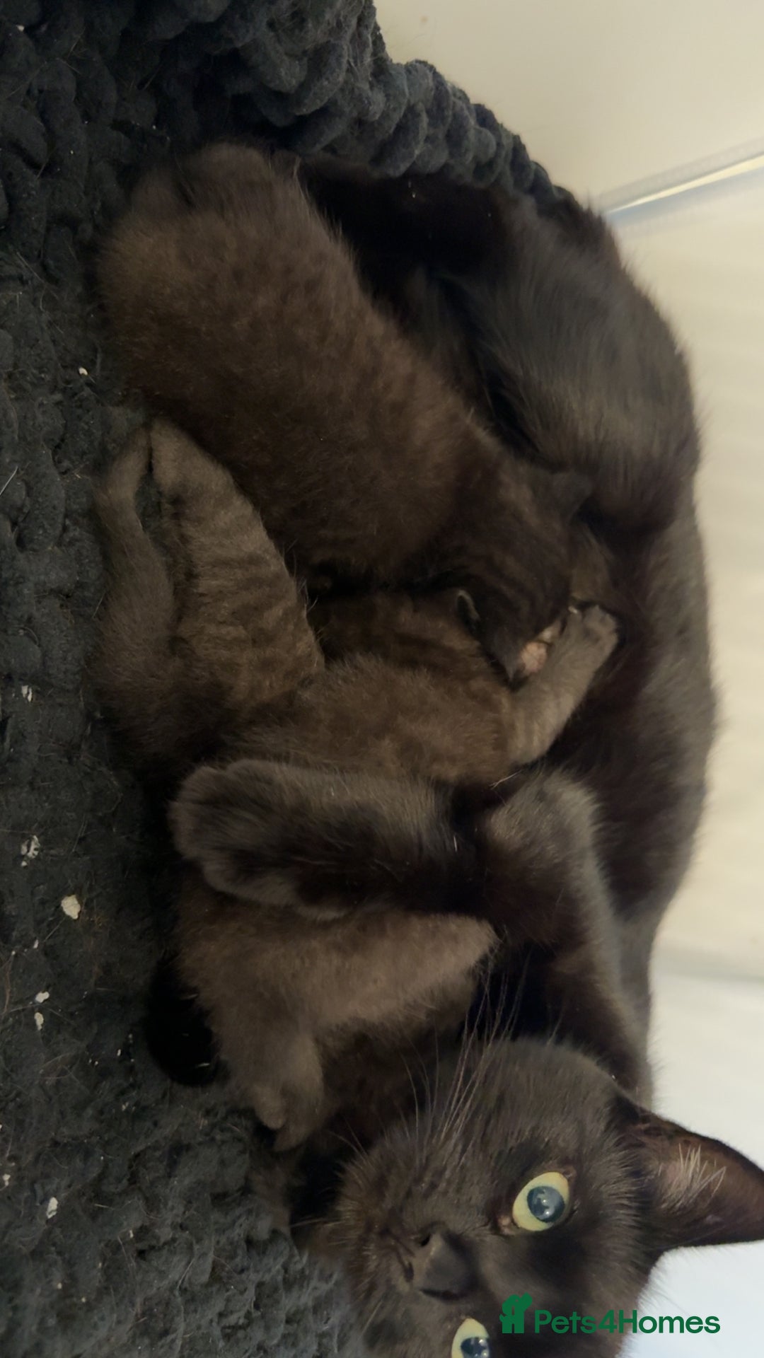 Domestic Shorthair cats for sale: 3 male kittens  - Image 5