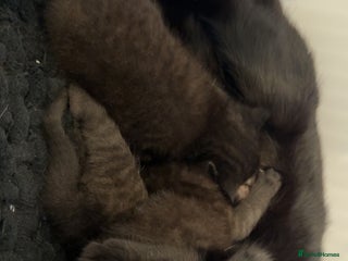 Domestic Shorthair cats - Advert 26