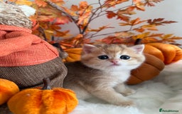 British Shorthair cats for sale: Blue Golden British Shorthair - Image 31