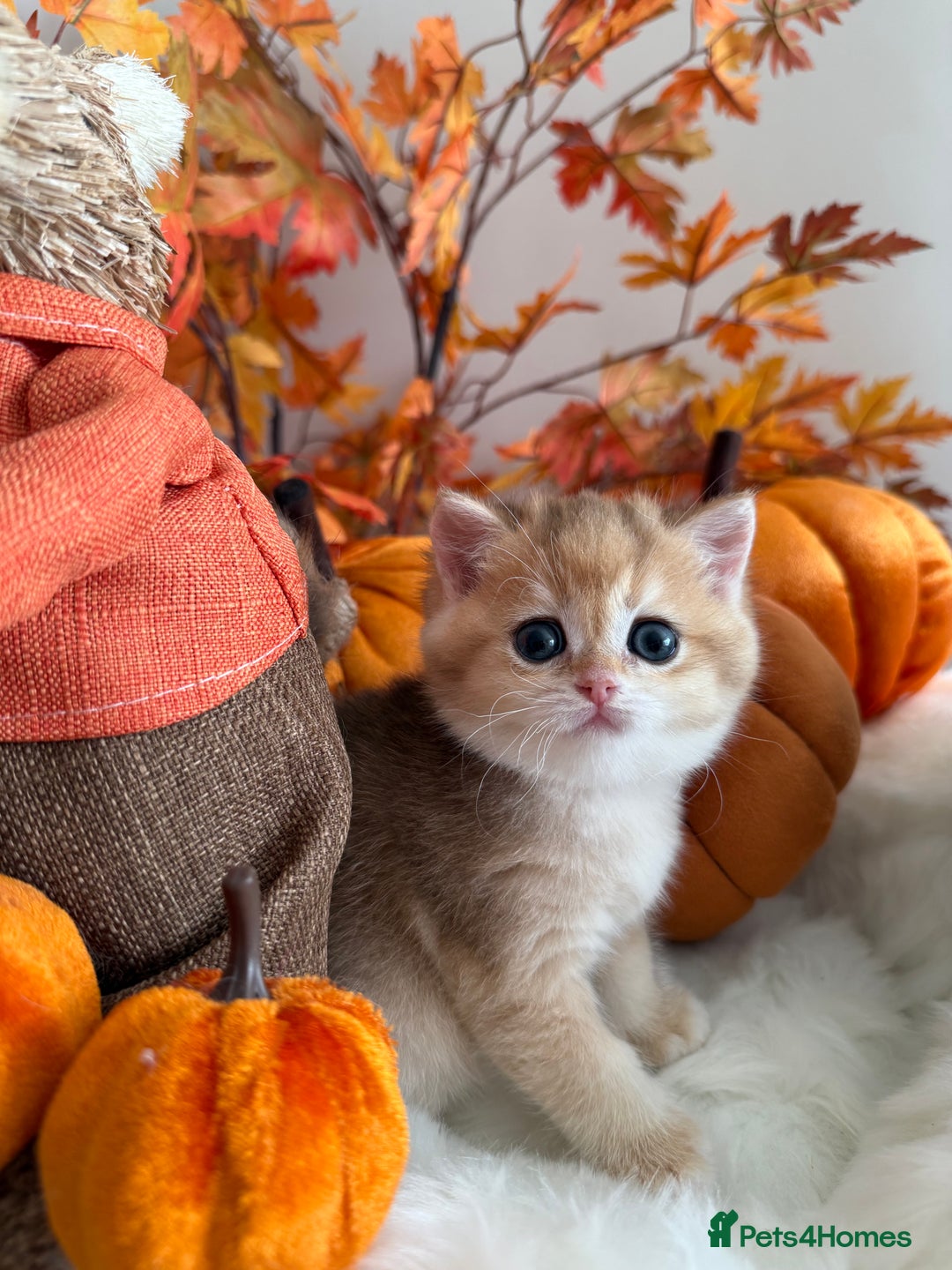 British Shorthair cats for sale: Blue Golden British Shorthair - Image 31