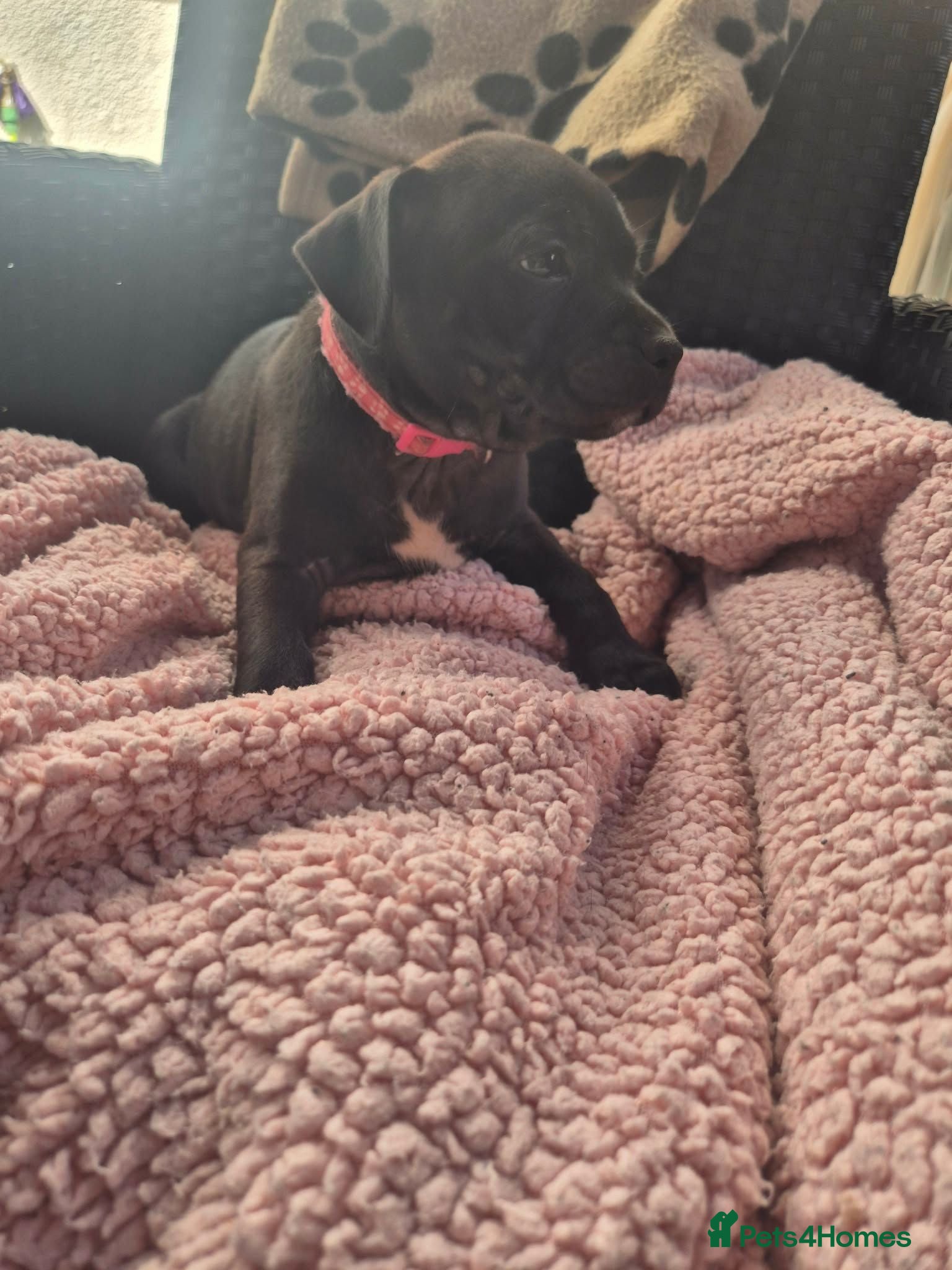 Staffordshire Bull Terrier dogs LAST PUPPY!!🥰🥰 - Advert 10
