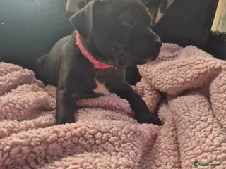 Staffordshire Bull Terrier dogs LAST PUPPY!!🥰🥰 - Advert 16