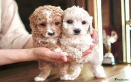 Maltipoo dogs for sale: Maltipoo mini boys and girls - Image 1