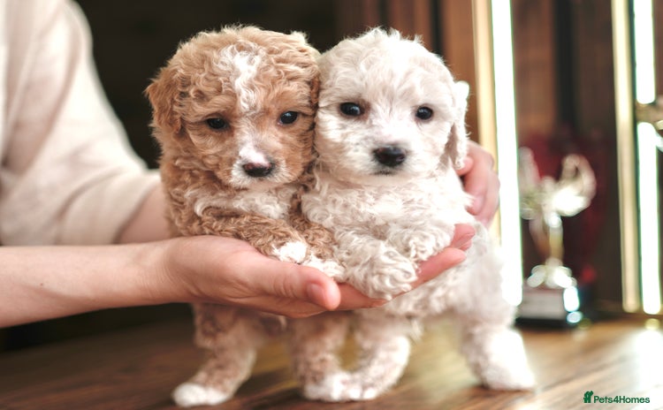 Maltipoo dogs - Advert 1