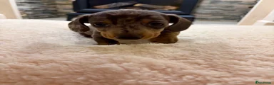 Miniature Dachshund 1