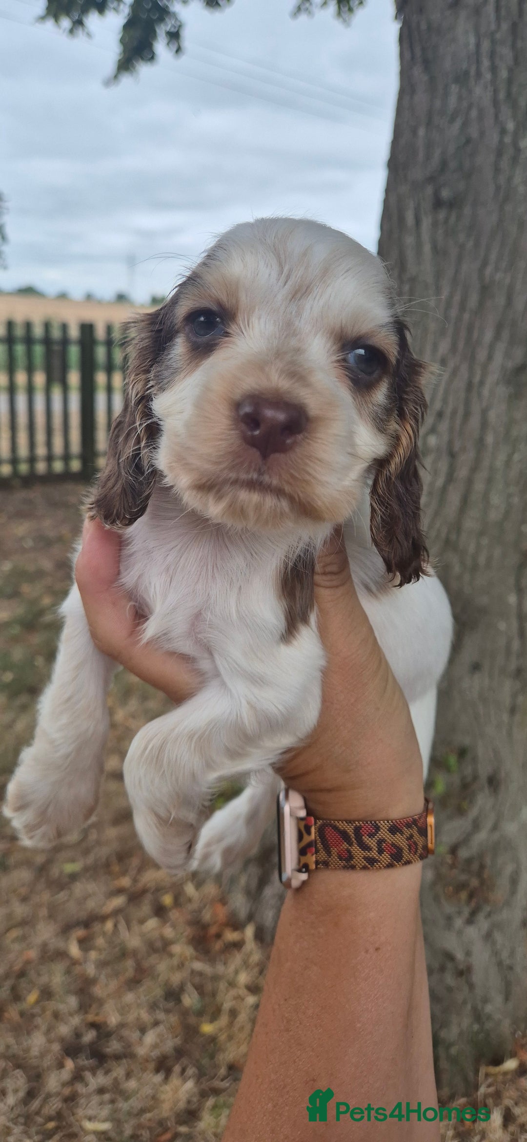 Cocker Spaniel dogs for sale: Beautiful Show Cocker Girl ready NOW  - Image 9