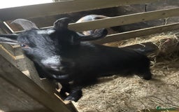 Goats livestock for sale: 2 year old wether  - Advert 4