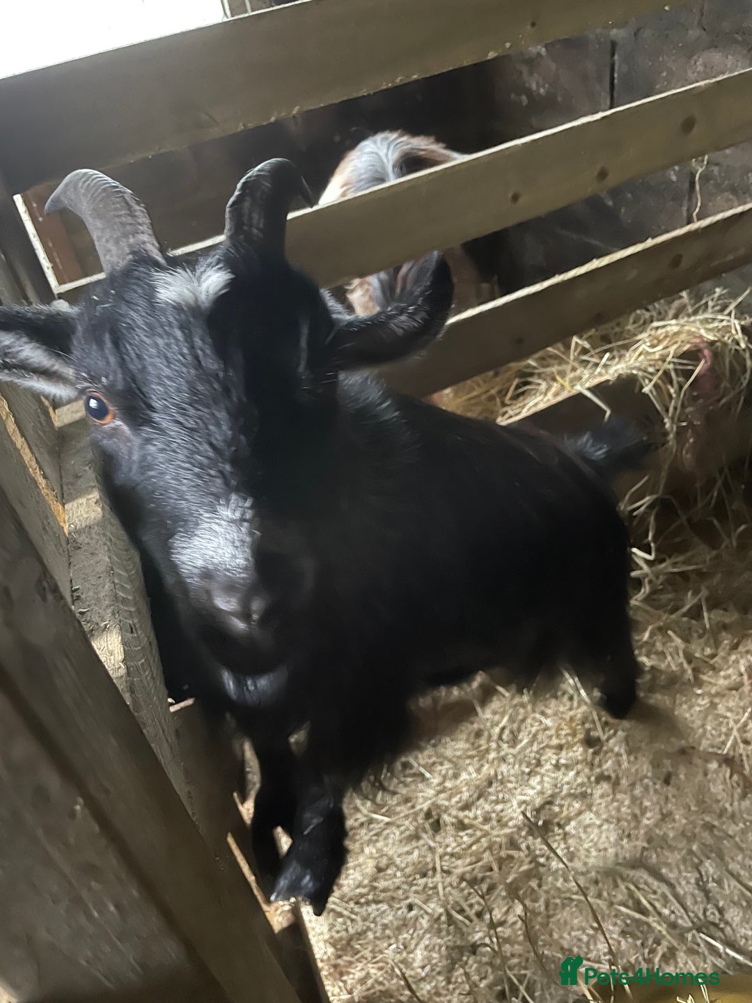 Goats livestock for sale: 2 year old wether  - Advert 4