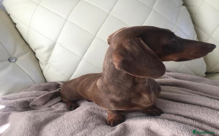 Miniature Dachshund dogs in Manchester - Advert 10