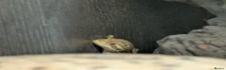 Bearded Dragon reptiles for sale: 11 Baby Rankin Dragons  in Nottingham - Advert 5