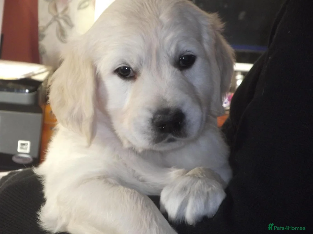 Golden Retriever dogs for stud: CHAMPION BRED STUD DOG  - Advert 2