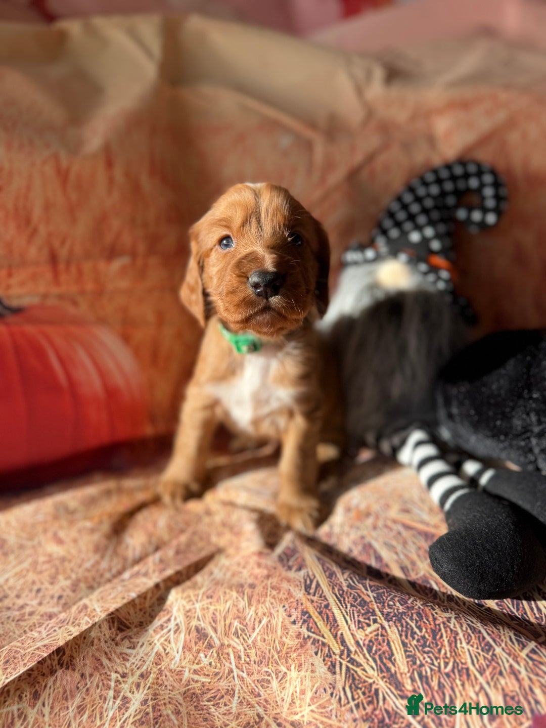 Cocker Spaniel dogs for sale: 🧡Fox Red WCS🧡 - Image 15
