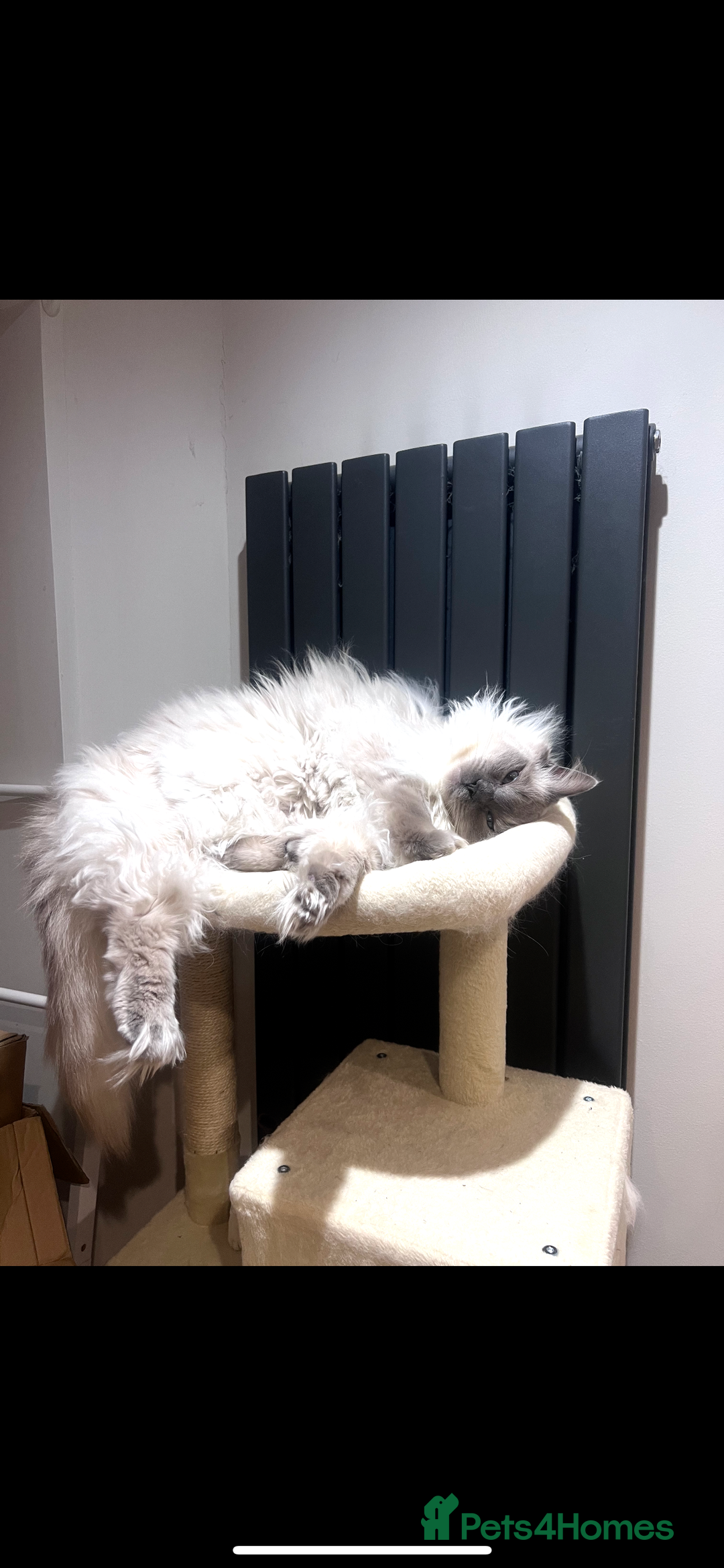 Ragdoll cats for sale: Ragdoll for rehome  - Advert 12