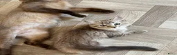Ragdoll cats for sale: ACTIVE FAWN POINT GIRL AVAILABLE  in Norwich - Advert 18