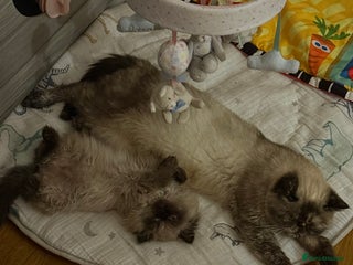 Persian cats Persians blue eyes - Advert 4