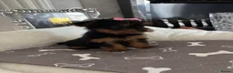 Yorkshire Terrier dogs for sale: Adorable Yorkshire Terrier Puppies 8 girls&1 boy.  - Advert 13
