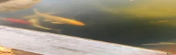 Koi Carp fish for sale: Adult koi carp - Advert 18
