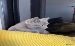 British Shorthair cats for sale: BSH kitten classic & chinchilla bloodline - Image 39