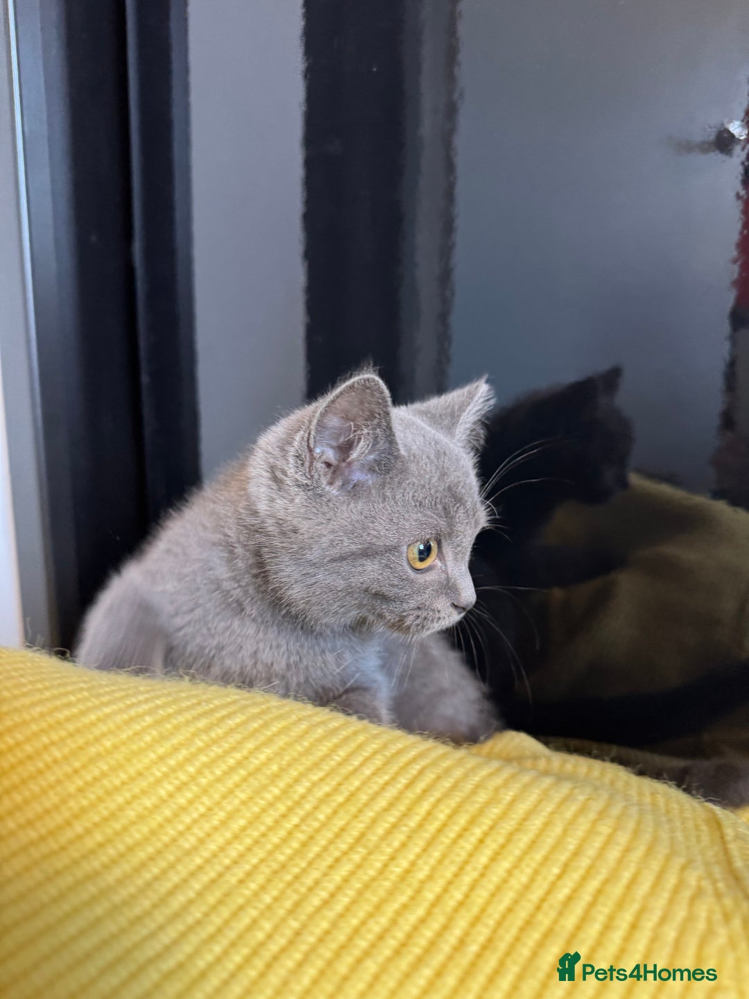 British Shorthair cats for sale: BSH kitten classic & chinchilla bloodline - Image 39