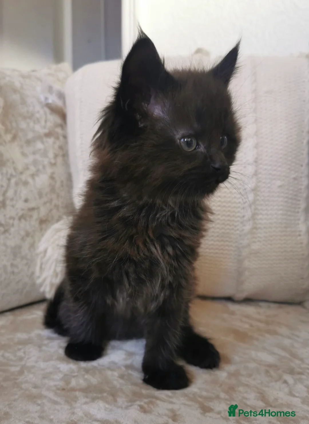 Maine Coon cats for sale: Beautiful Maine Coon Kittens in Market Drayton - Advert 2