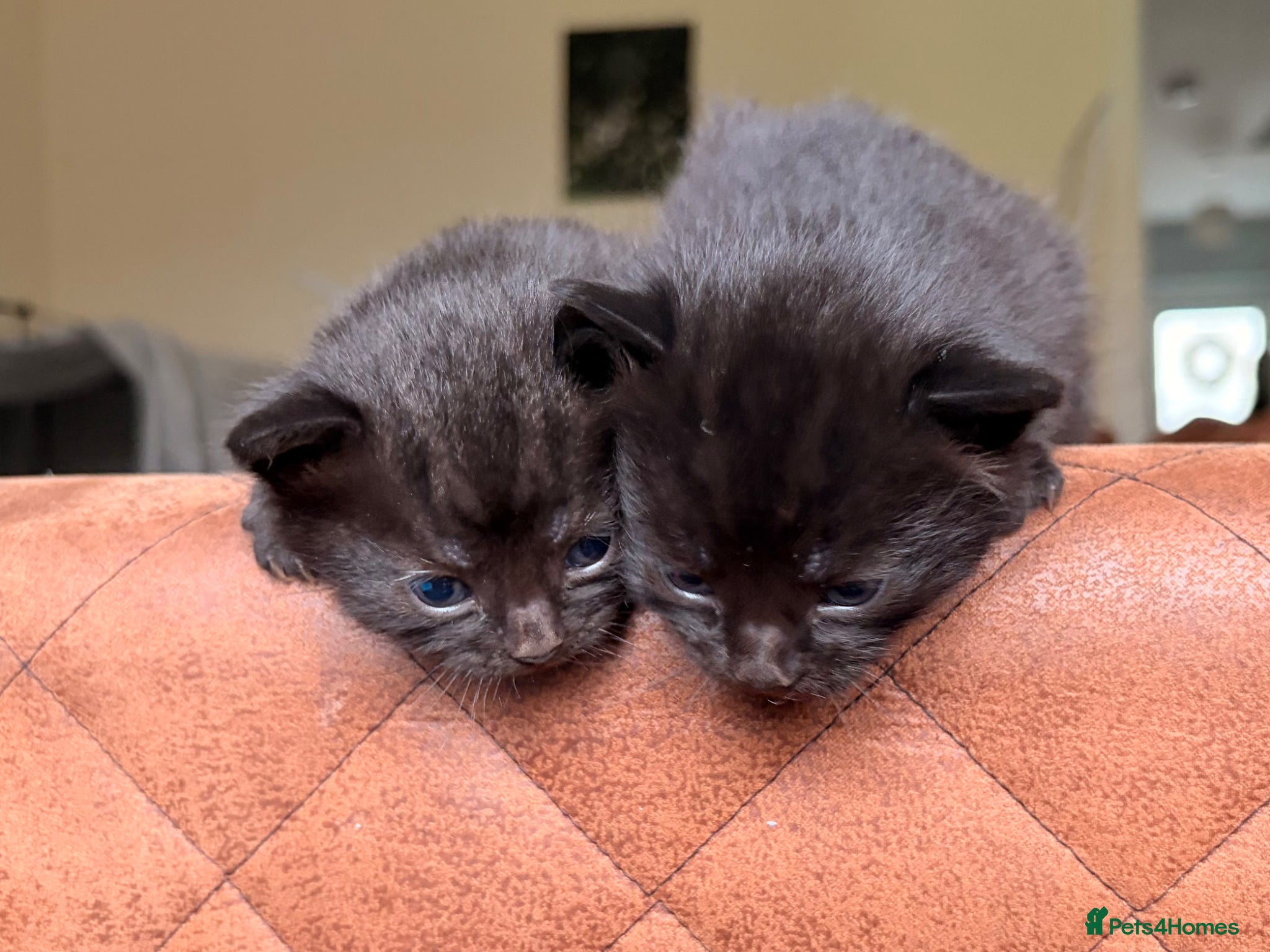 Mixed Breed cats Healthy kittens 2 girls 1 Boy - Advert 2