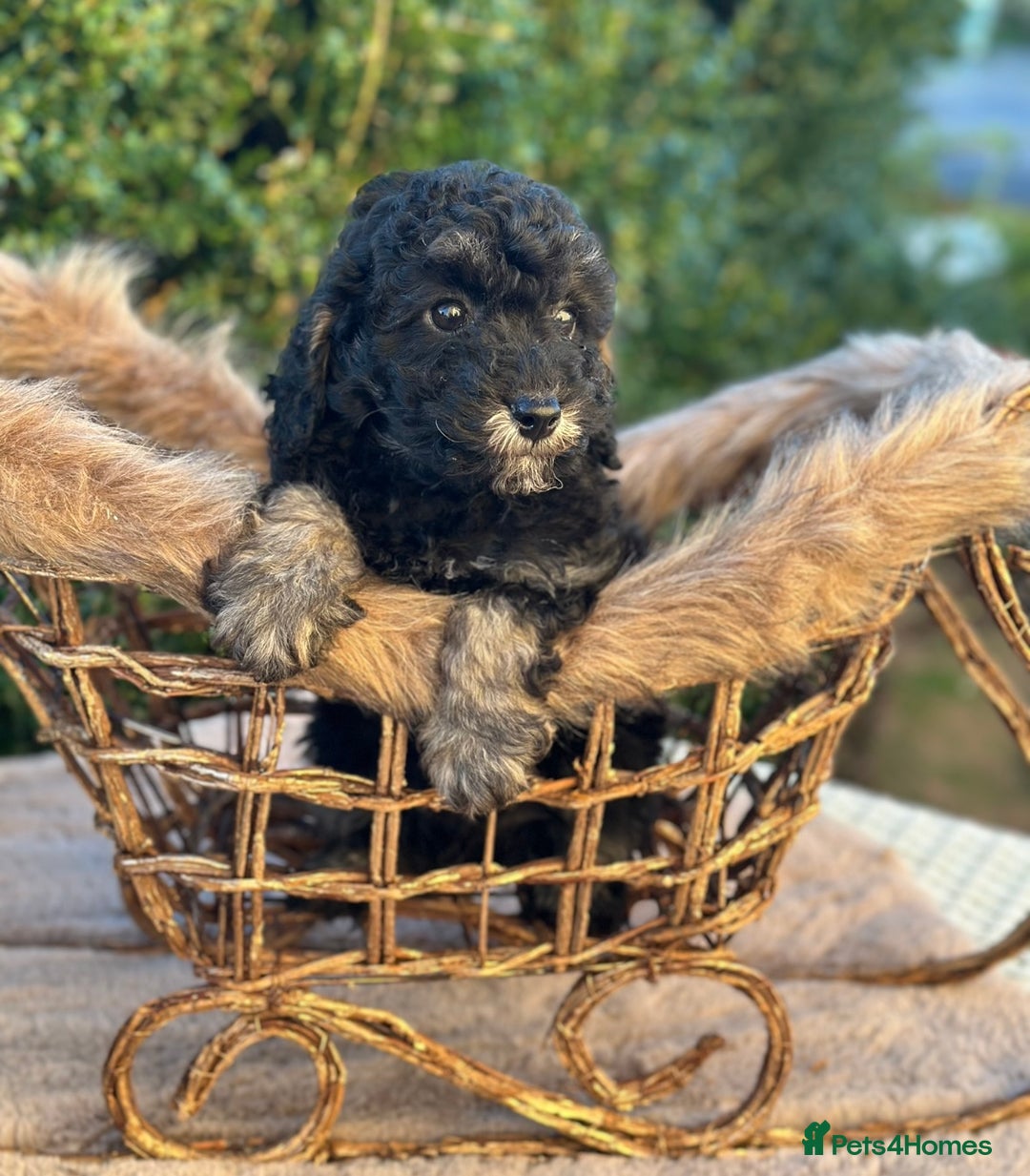 Miniature Poodle dogs for sale: Stunning miniature poodle  - Advert 6