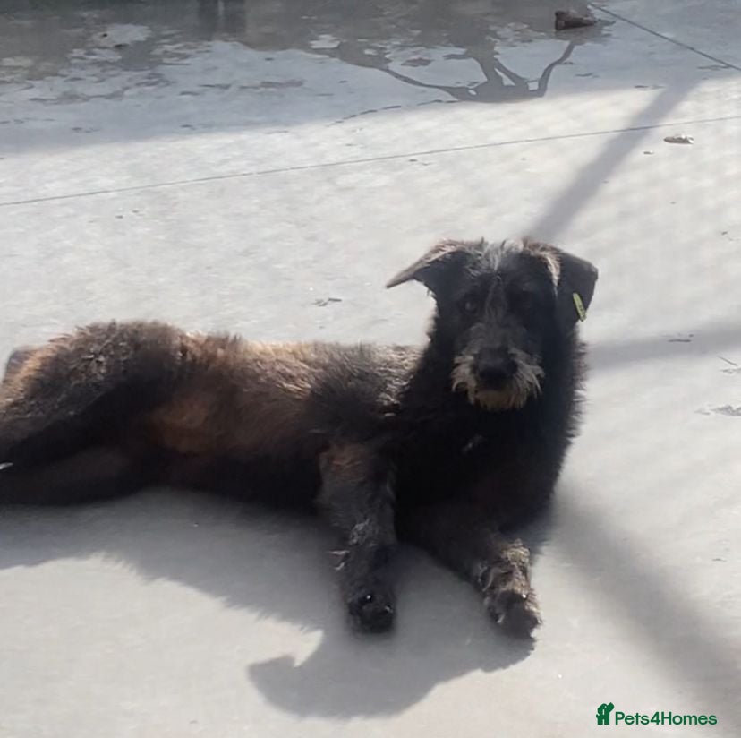 Mixed Breed dogs Morag, 8 -9 months. Adopted STC. - Advert 8