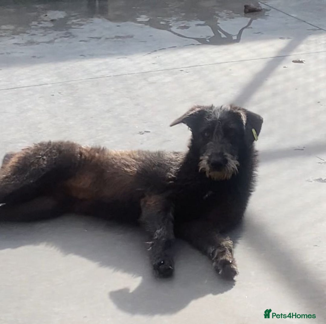 Mixed Breed dogs for adoption: Morag, 8 -9 months. Available for adoption. - Advert 1