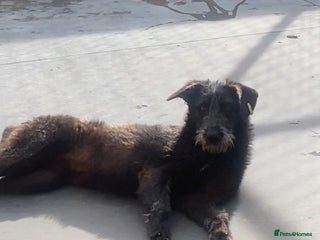 Mixed Breed dogs Morag, 8 -9 months. Available for adoption. - Advert 2