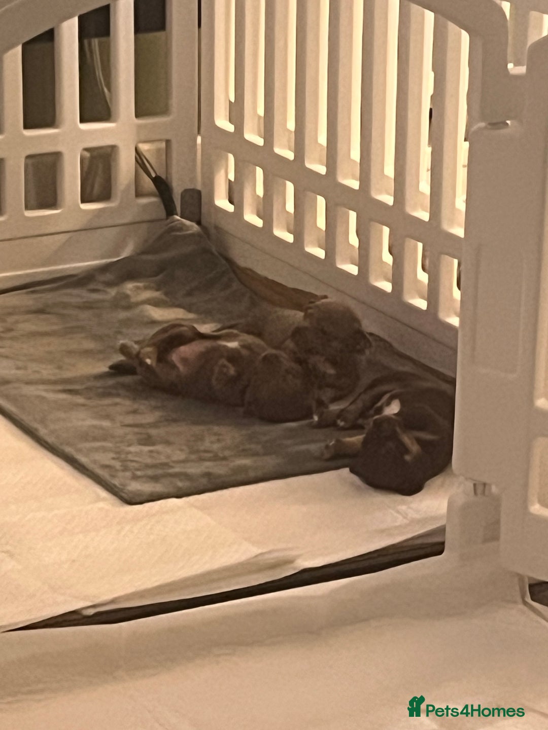 Chihuahua dogs for sale: 2 Male Chihuahuas  - Advert 4