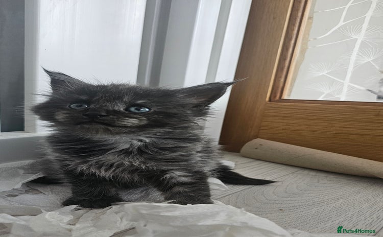 Maine Coon cats - Advert 1