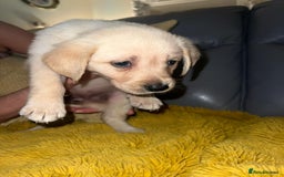 Goldador dogs for sale: GOLDADOR PUPPIES - Image 7