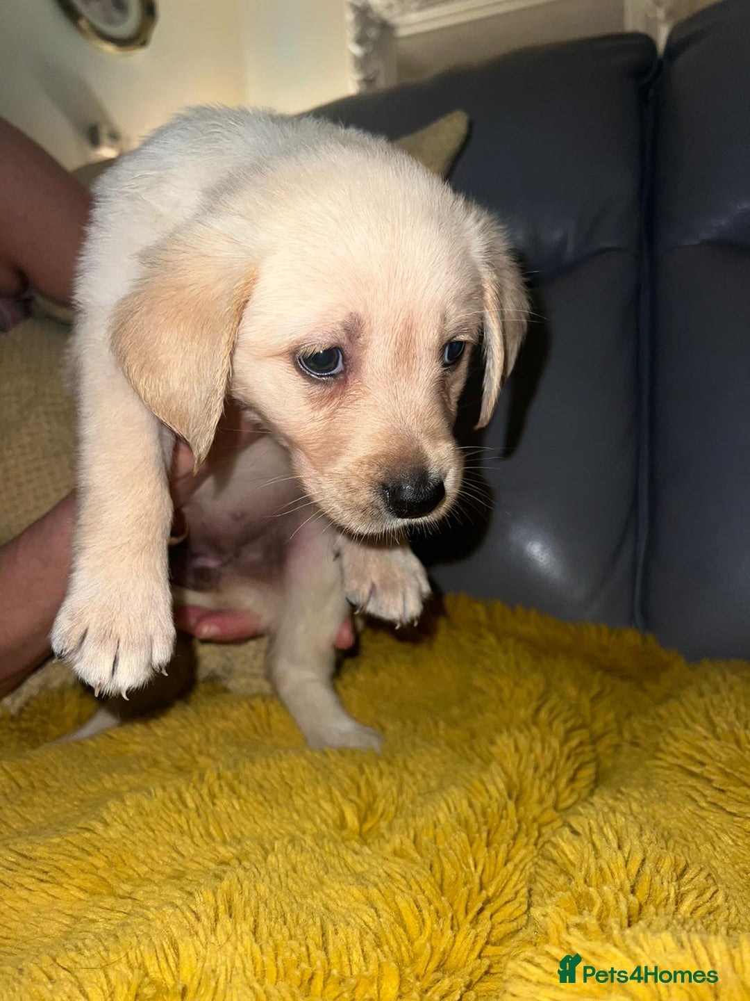 Goldador dogs for sale: GOLDADOR PUPPIES - Image 7