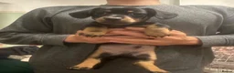 Mixed Breed dogs for sale: Adorable Dameranian puppy’s  - Advert 4