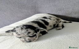 Chihuahua dogs for sale: Stunning merle Chihuahua puppies  - Image 3
