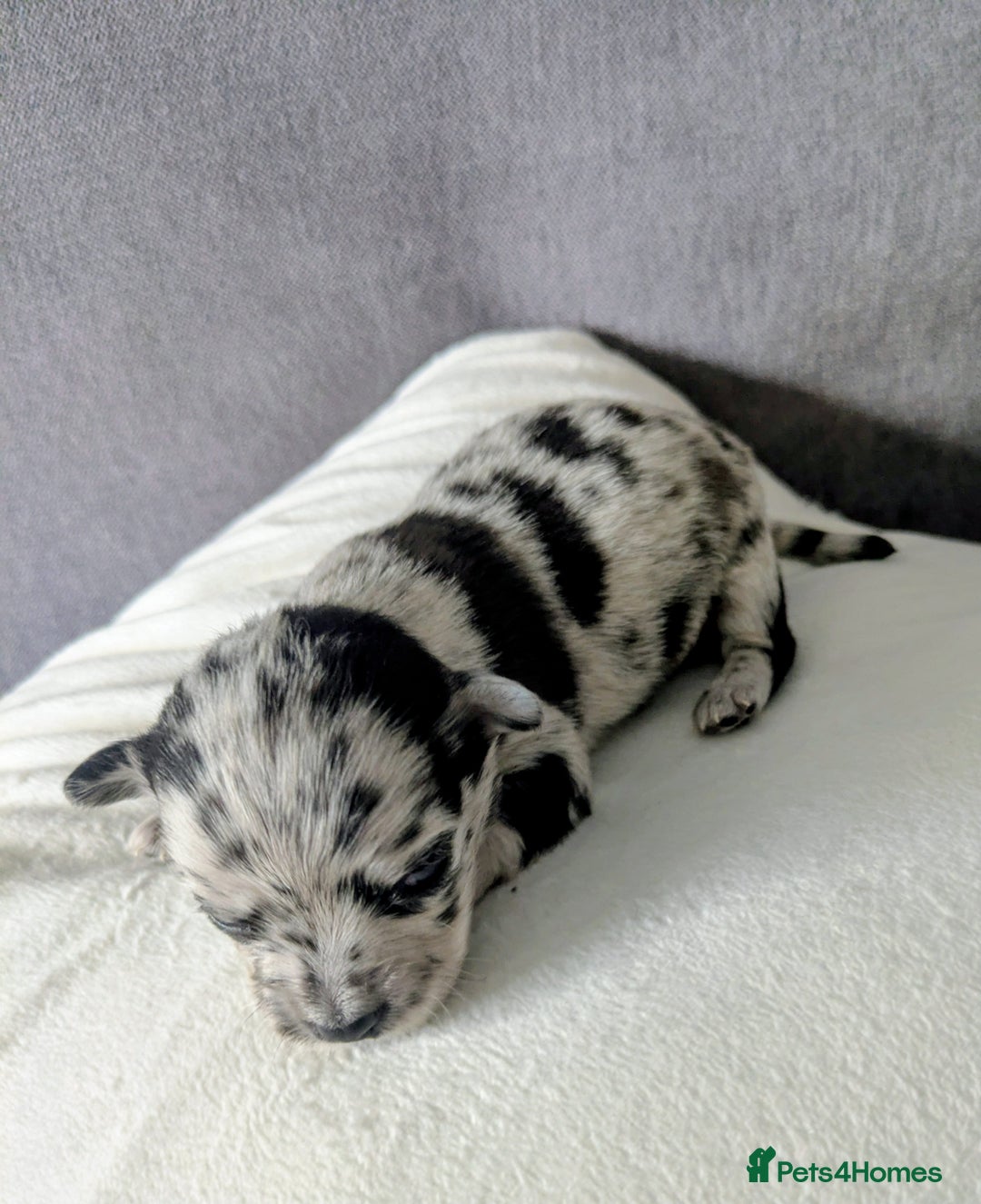 Chihuahua dogs for sale: Stunning merle Chihuahua puppies  - Image 3