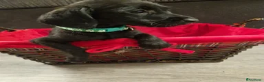 Doxiepoo 2
