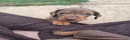 Miniature Dachshund dogs for sale: Miniature Dachshund puppies  in Derby - Advert 10