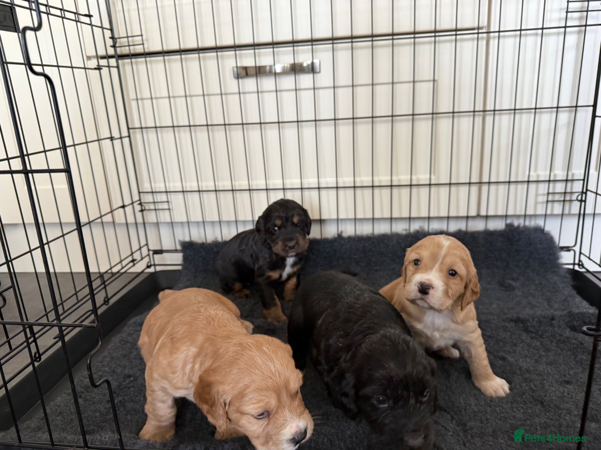 Cocker Spaniel dogs 4 beautiful babies looking for forever homes  - Advert 5