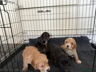Cocker Spaniel dogs 4 beautiful babies looking for forever homes - Advert 5