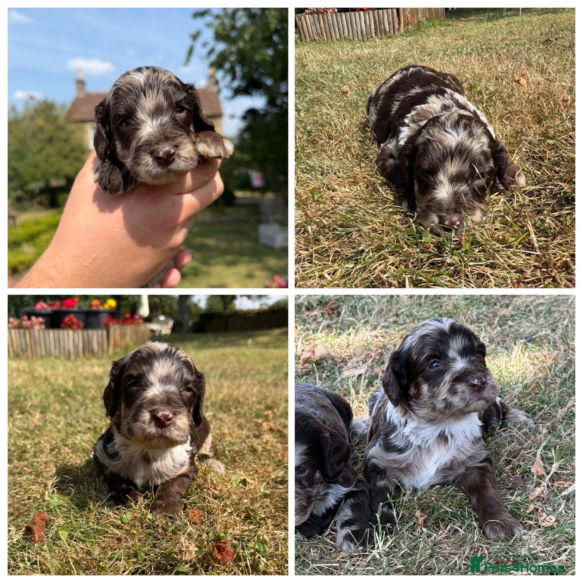 Sproodle dogs F1 Merle Sproodles FULLY DNA 5⭐️ Licensed Breeder - Advert 2
