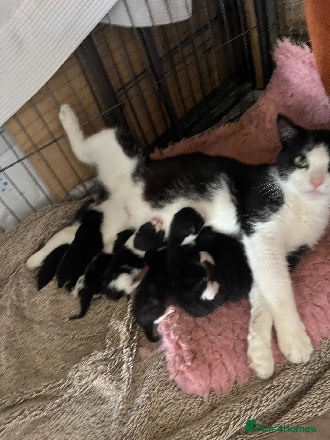 Mixed Breed cats for sale: Tuxedo kittens - 1 male 1 female  - Advert 1