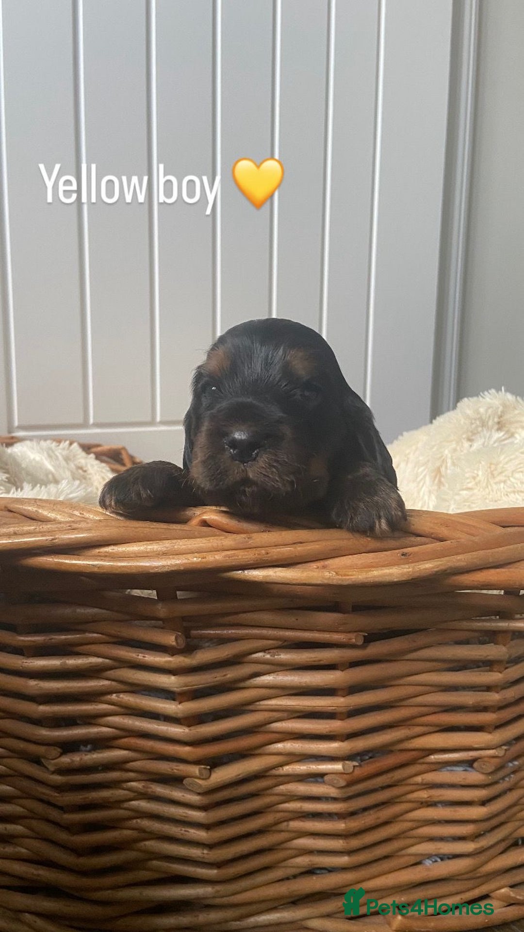 Cocker Spaniel dogs for sale: KC RIZI-BIZI show type European show champ lines - Image 4